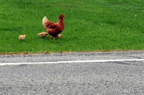 Best chicken road in Spain